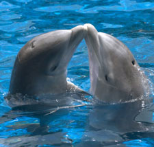 Dolphins Retreat
